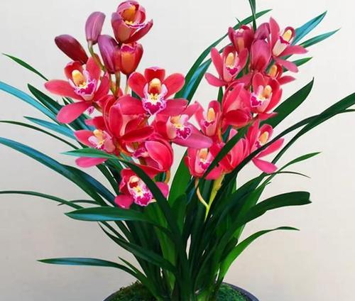 寓意着无穷的花有哪些？如何选择寓意深远的花卉？