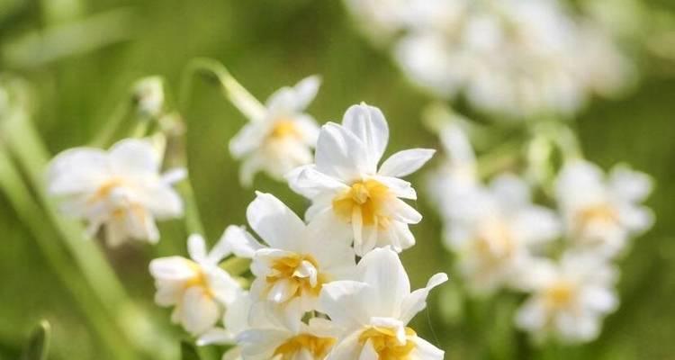 林花的含义是什么？林花在自然界和文化中有哪些象征意义？