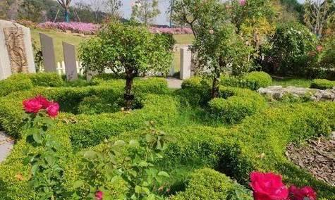 林花的含义是什么？林花在自然界和文化中有哪些象征意义？