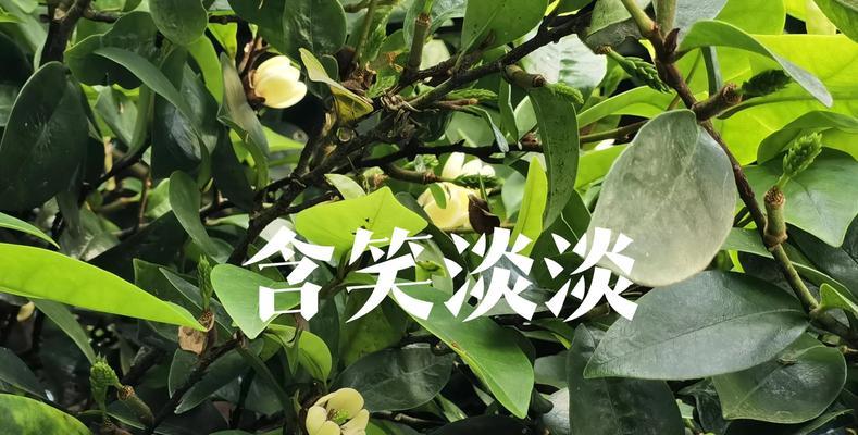 含笑花的花语有哪些？