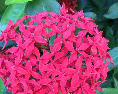 哪种花象征着勇气？勇气的花卉代表有哪些？