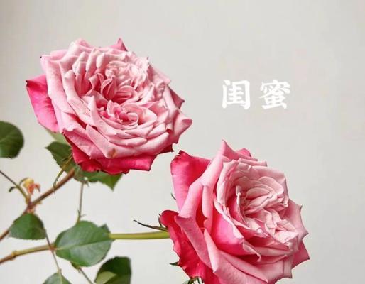 代表友谊的花卉有哪些？它们的寓意是什么？