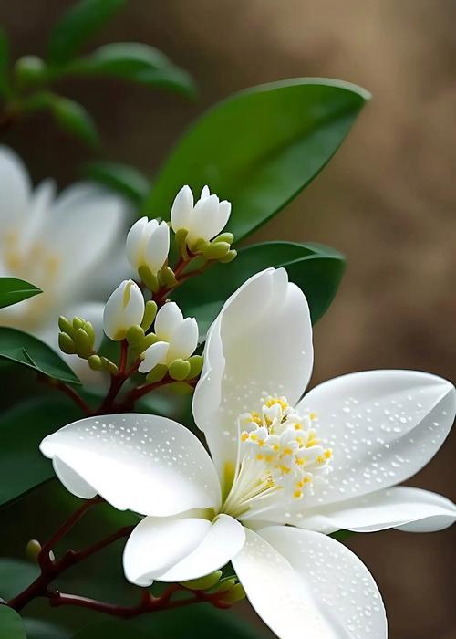 哪种白色花代表希望？白色花朵在不同文化中的希望寓意？