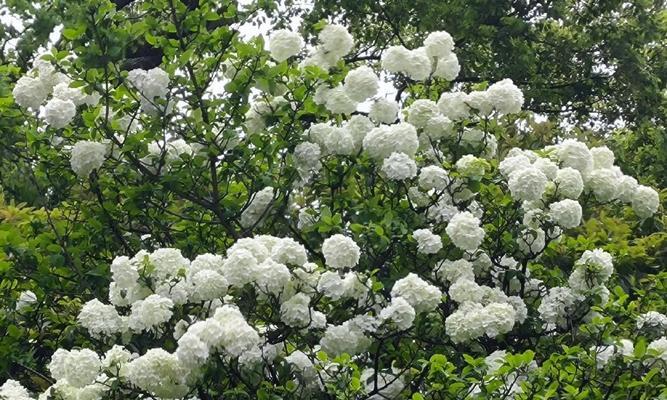 哪种白色花代表希望？白色花朵在不同文化中的希望寓意？