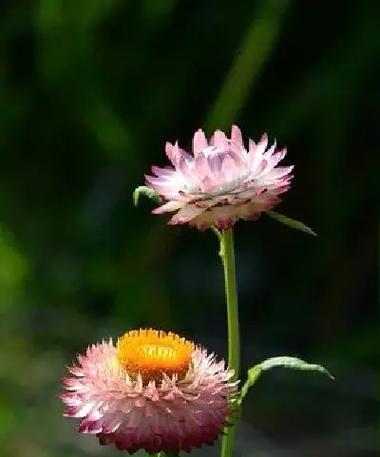 麦秆菊花语寓意是什么？它代表了什么？