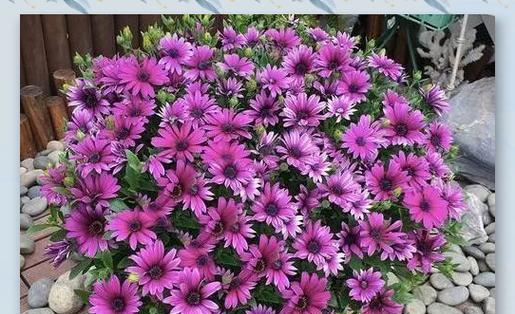 麦秆菊花语寓意是什么？它代表了什么？