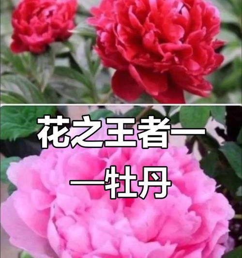 不会哭泣的花有哪些寓意？它们在文化中的特殊含义是什么？