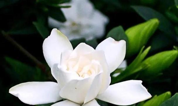 栀子花与爱情：如何成为浪漫的象征？