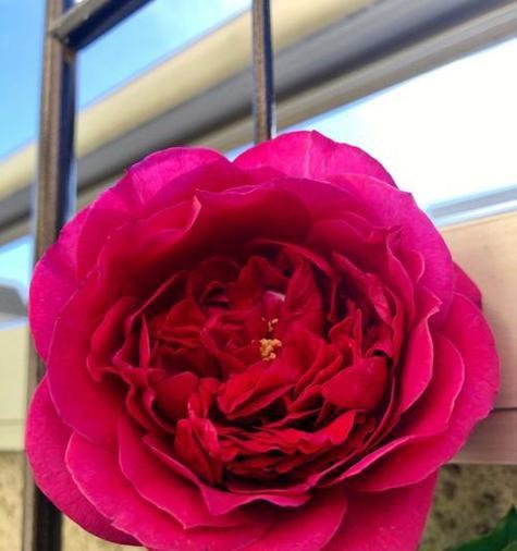 象征光荣的月季花有哪些？月季花的荣耀象征是什么？