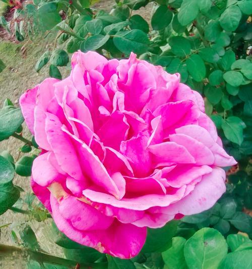 象征光荣的月季花有哪些？月季花的荣耀象征是什么？