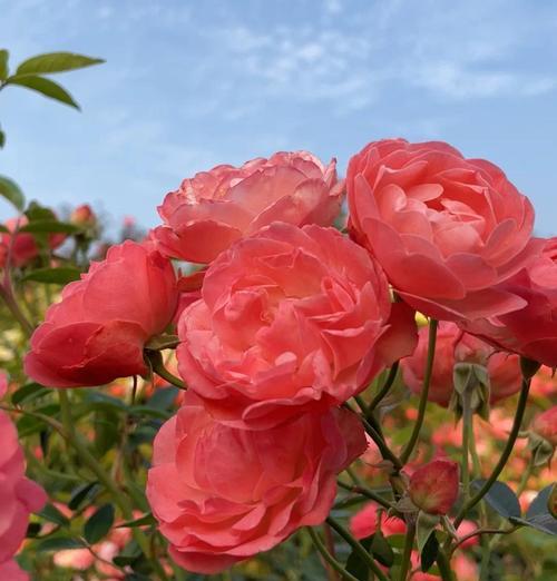 象征光荣的月季花有哪些？月季花的荣耀象征是什么？