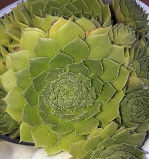 长生花卉有哪些？它们作为礼物的寓意是什么？
