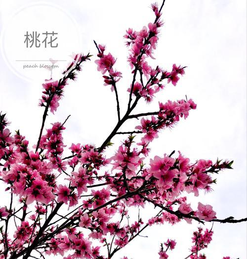 樱花花语是什么？春天与希望的代表！