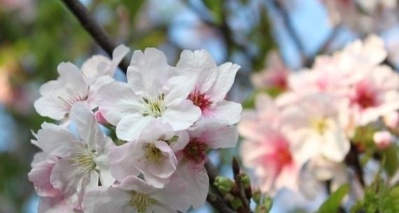 樱花花语是什么？春天与希望的代表！