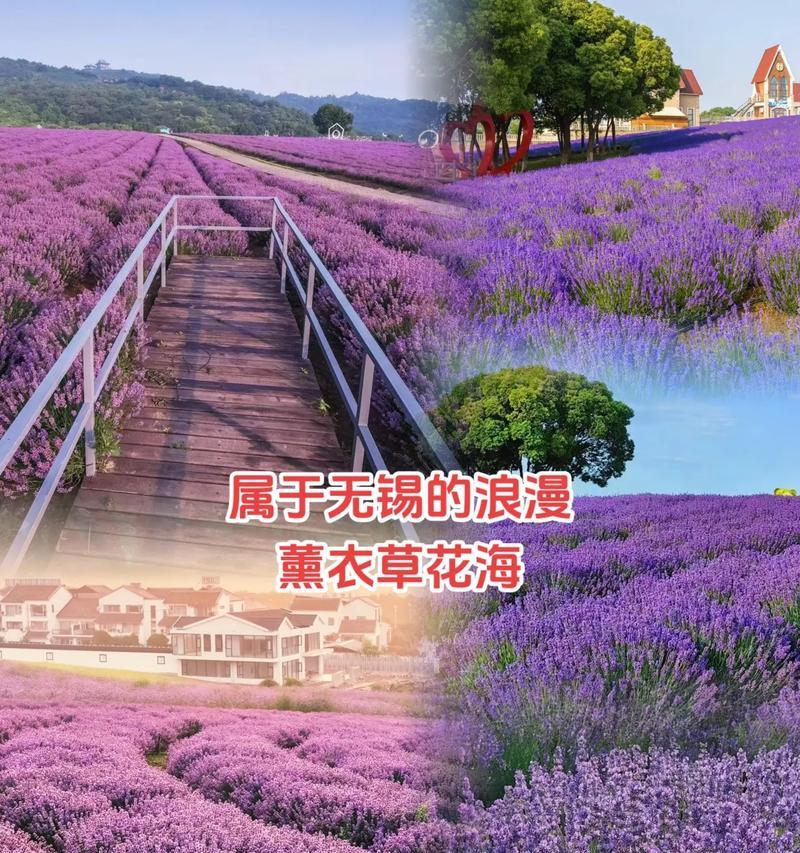 薰衣草月季的花语是什么？