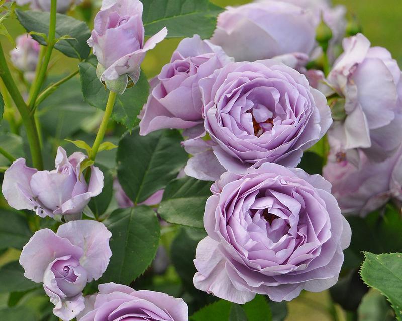 薰衣草月季的花语是什么？