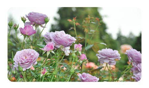 薰衣草月季的花语是什么？