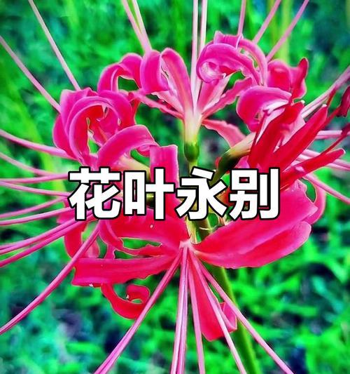 象征想念的叶子有哪些？它们的含义是什么？