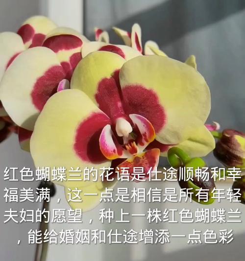 蝴蝶兰花语是什么？蝴蝶兰象征着什么？
