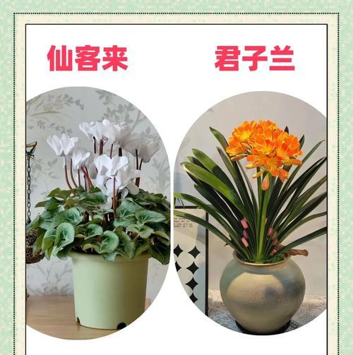 花卉种子中哪些寓意吉祥？如何选择寓意吉祥的花卉种子？