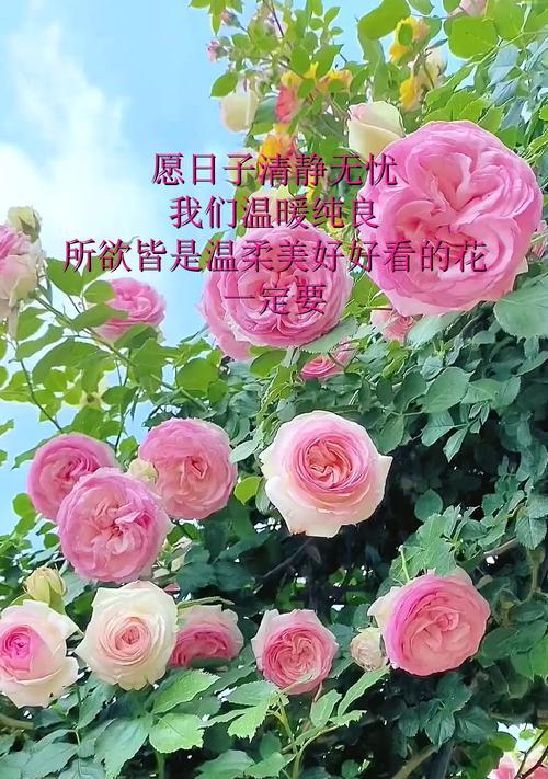哪种花寓意温柔？寓意温柔的花有哪些？