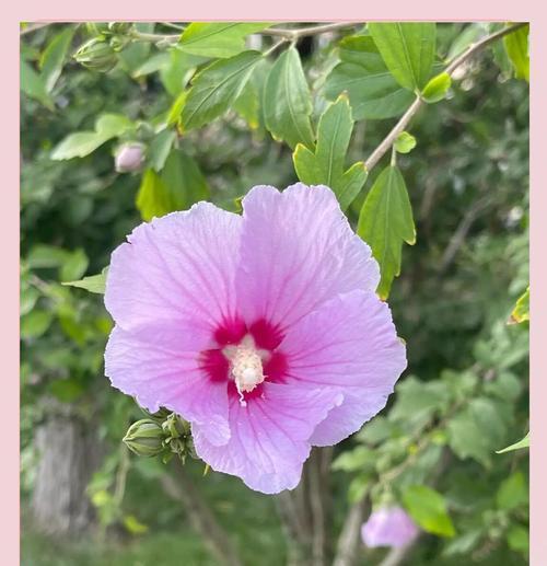 哪种花寓意温柔？寓意温柔的花有哪些？