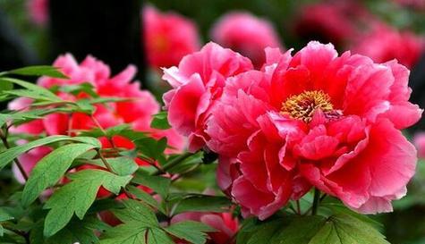 现实的花寓意是什么？它们代表了哪些现实意义？