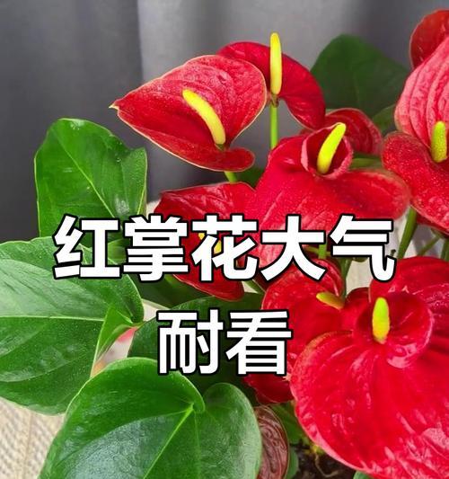 五朵红色花的含义是什么？红色花朵的象征意义有哪些？
