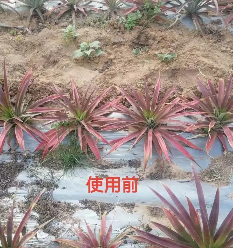 冲花行为的深层含义是什么？它代表了哪些意义？