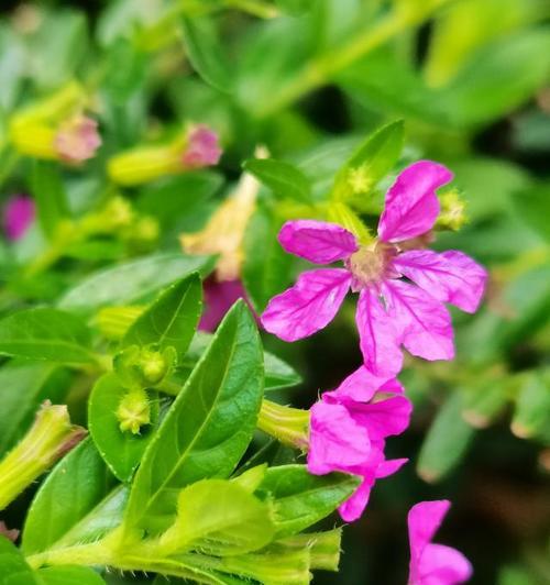 萼距花花语有什么含义？萼距花在自然界中的作用是什么？