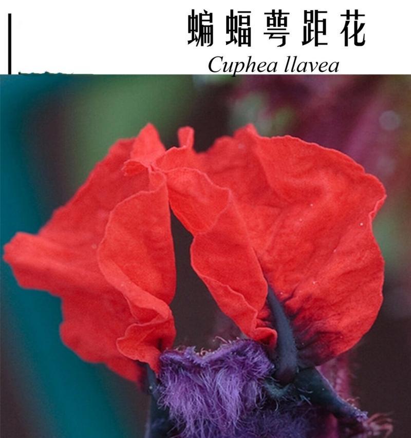 萼距花花语有什么含义？萼距花在自然界中的作用是什么？