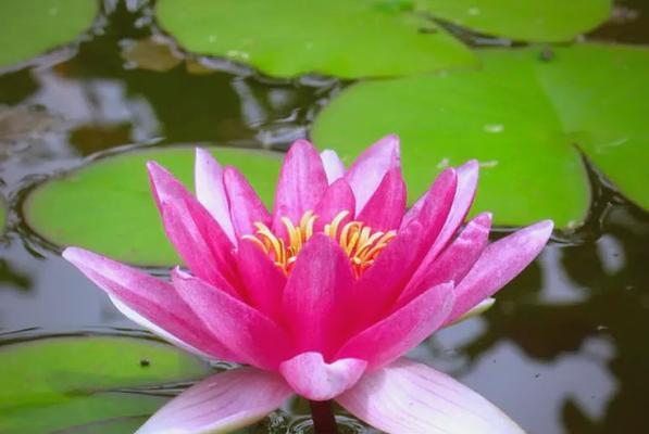 神话中的花象征着什么？花在神话中的意义是什么？