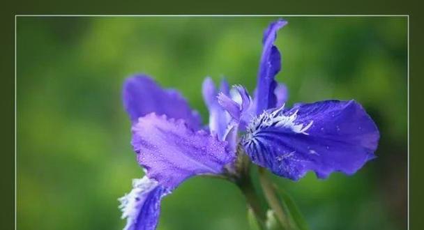 神话中的花象征着什么？花在神话中的意义是什么？