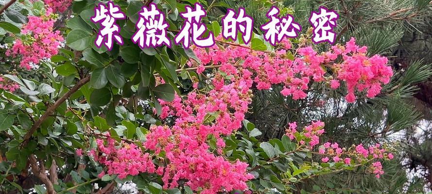 紫薇花花语包含哪些情感？如何解读紫薇花的象征意义？