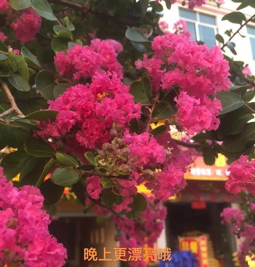 紫薇花花语包含哪些情感？如何解读紫薇花的象征意义？