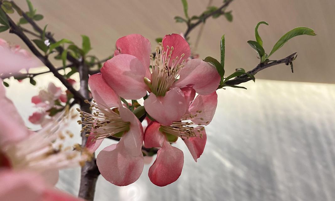 送鬓边花的传统习俗代表什么？