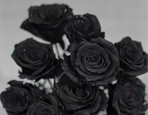 正面黑色花卉有哪些？它们的花语是什么？