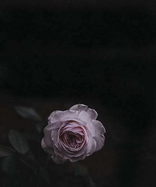 正面黑色花卉有哪些？它们的花语是什么？