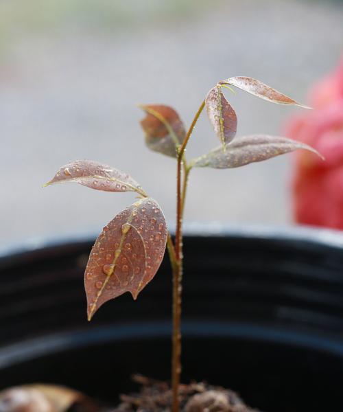 不会枯萎的花象征什么？不凋花的寓意是什么？
