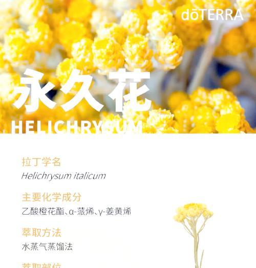 不会枯萎的花象征什么？不凋花的寓意是什么？