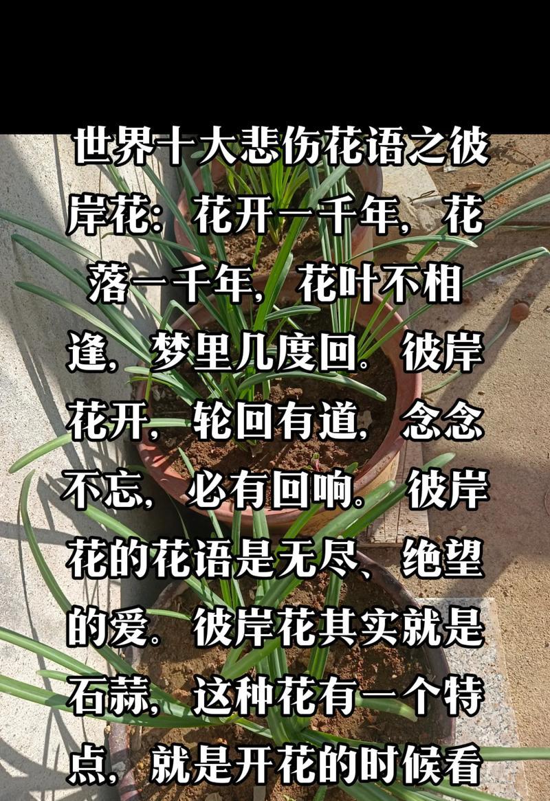 彼岸花的寓意神秘之处是什么？有哪些含义？