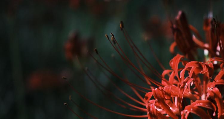彼岸花的寓意神秘之处是什么？有哪些含义？
