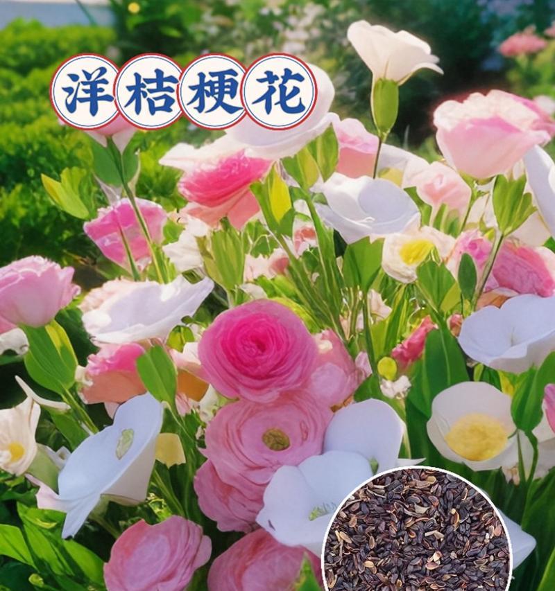 粉色桔梗花语寓意与象征意义是什么？