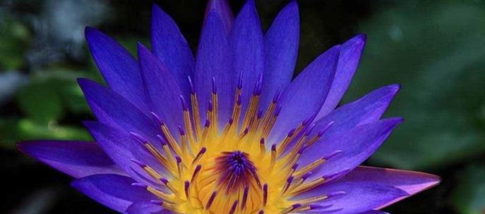 蓝莲花的花语及其深层含义如何理解？