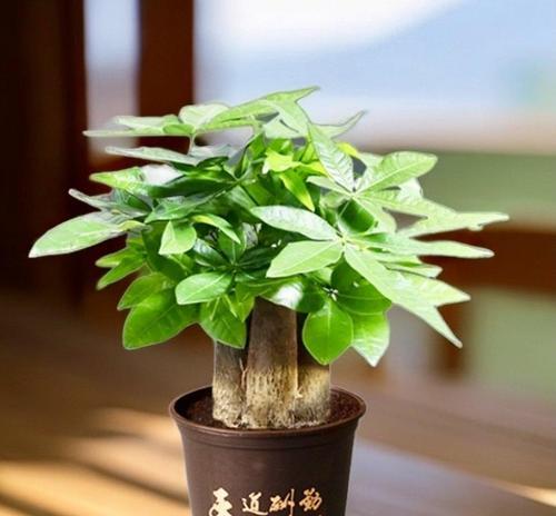 有哪些盘花寓意冬天？它们在花卉艺术中的地位如何？