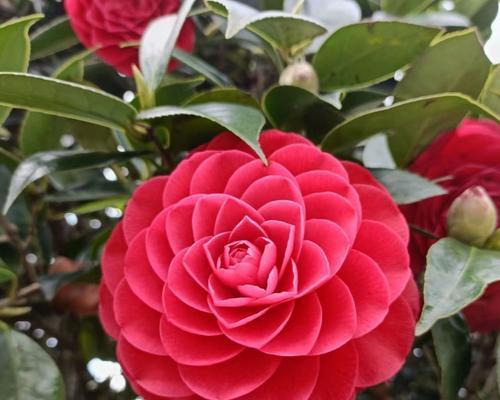 有哪些盘花寓意冬天？它们在花卉艺术中的地位如何？
