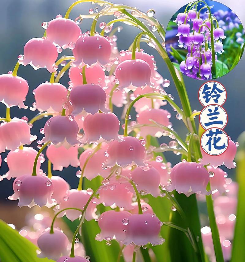 哪种花的花语是开始？它代表什么？