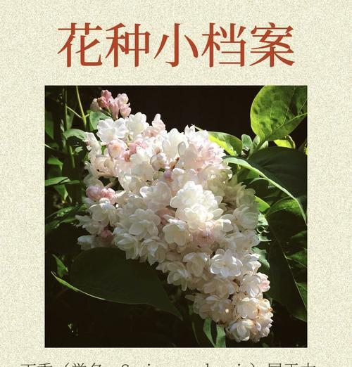 哪种花的花语是开始？它代表什么？