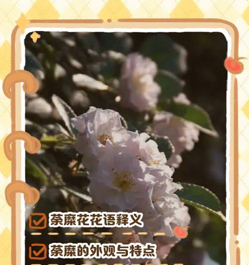 哪种花的花语是开始？它代表什么？