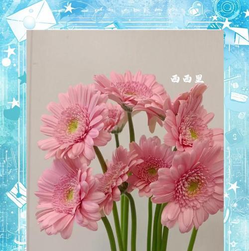 扶郎花的寓意和象征是什么？它在花卉语言中代表什么？